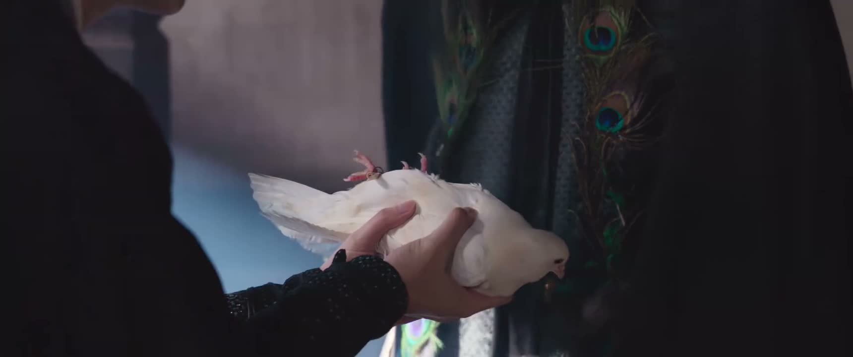 大王刚派来的飞鸽传书
