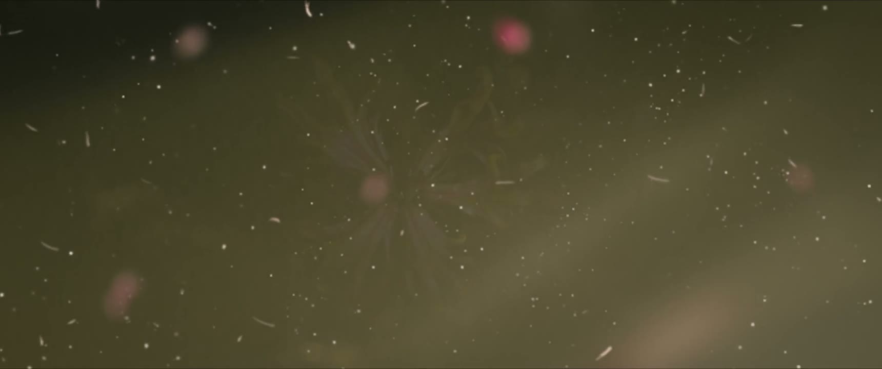 我管它叫黄色茉莉