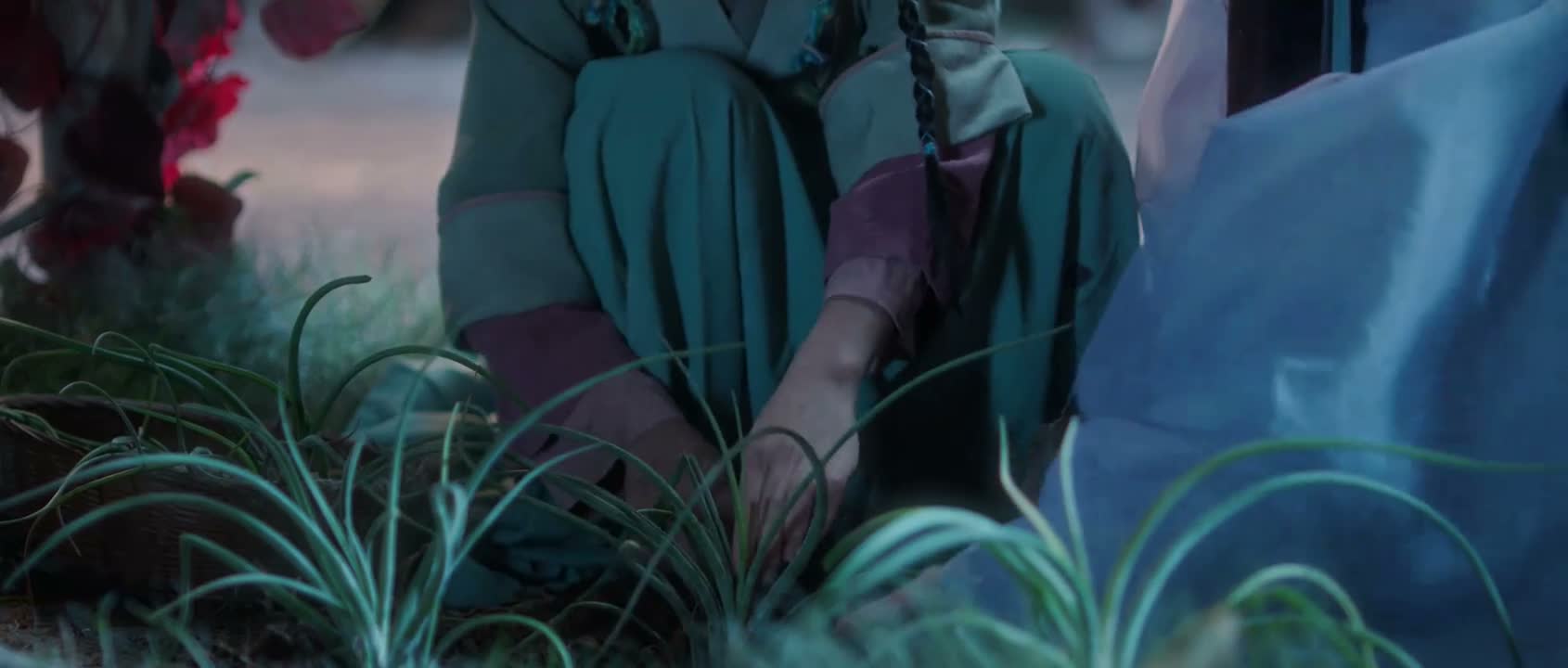 夜兰入药