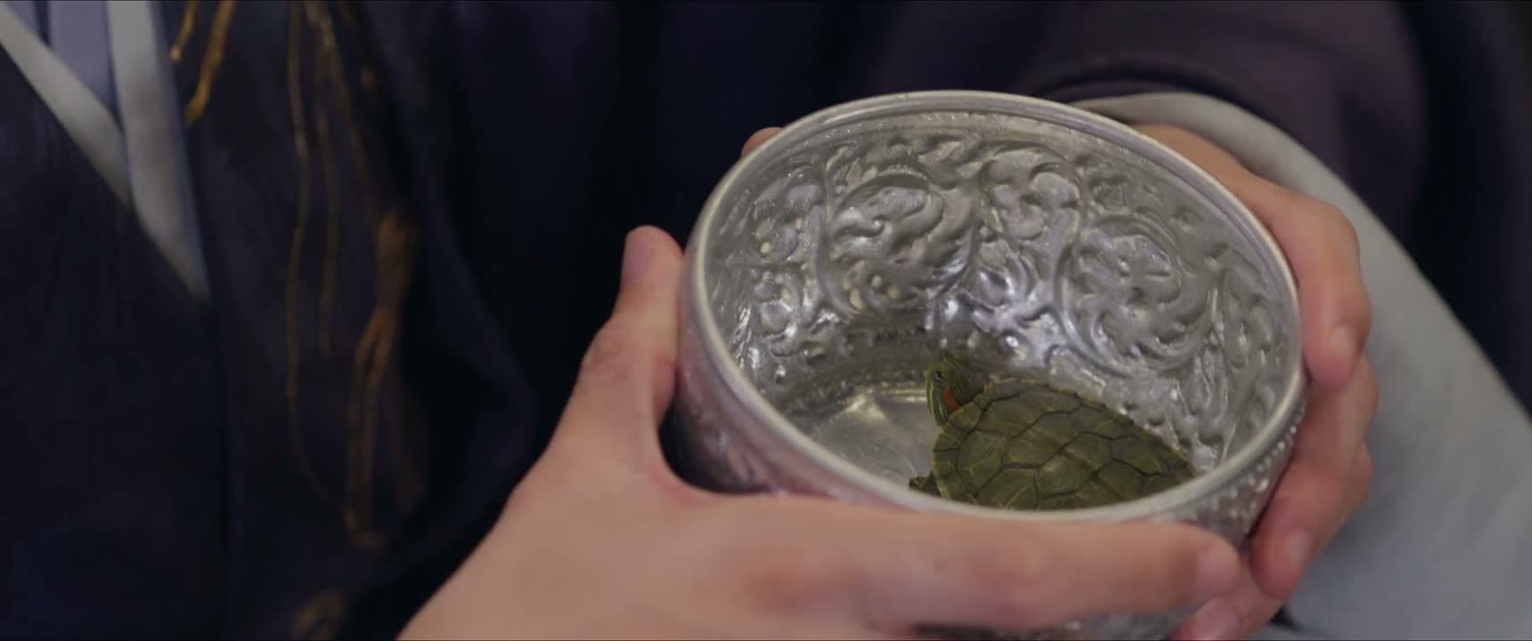 这是我养的宠物 是龟还是鳖