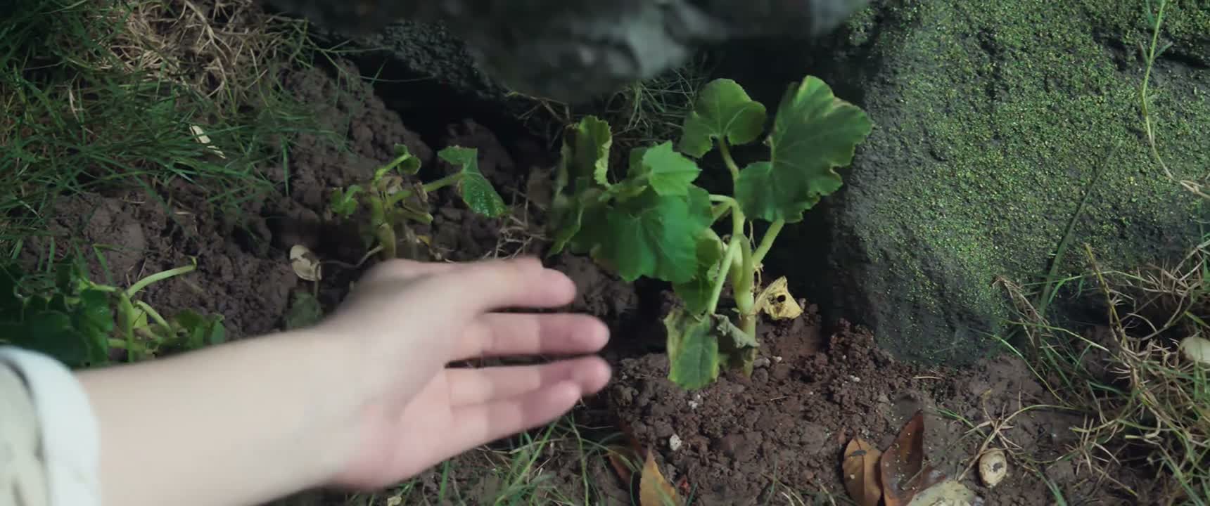 这里怎么会有南瓜秧子啊